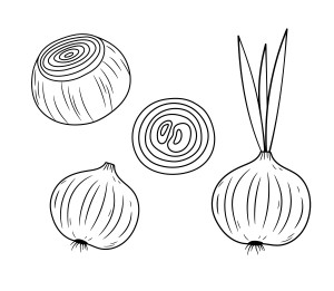 Раскраска овощная луковица и кольцо свежего очищенного лука