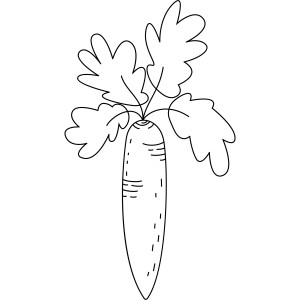 Раскраска сельскохозяйственная морковь