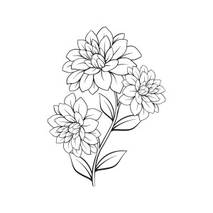 Раскраска изысканный цветок георгины