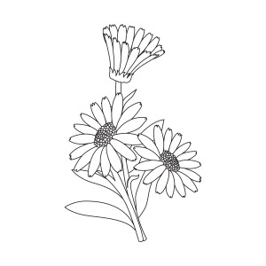 Раскраска полевой цветок с лепестками
