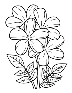 Раскраска жасминовый цветок