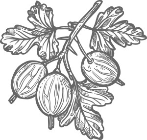 Раскраска ветка дикого крыжовника с ягодами и листьями