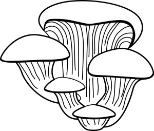 Раскраска гриб вёшенка