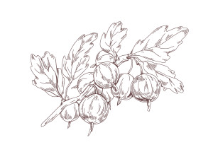 Раскраска ветка крыжовника с ягодами и листьями
