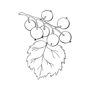 Раскраска ветка смородины с ягодами и листом