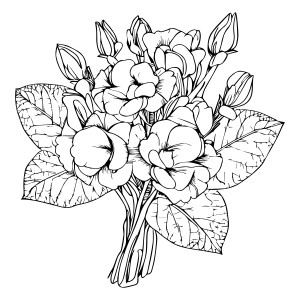 Раскраска натюрморт с цветком примулы