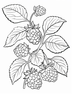 Раскраска ветка спелой садовой малины